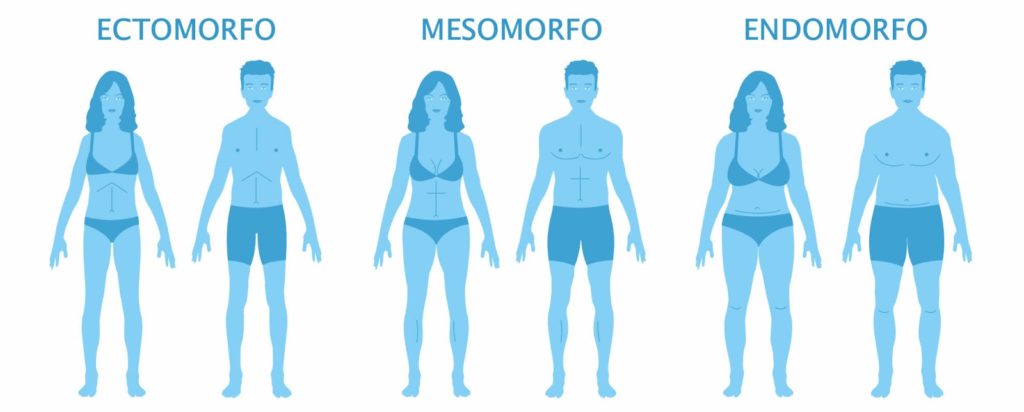 O que é um Ectomorfo